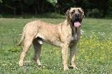 BOERBULL (BOERBOEL)